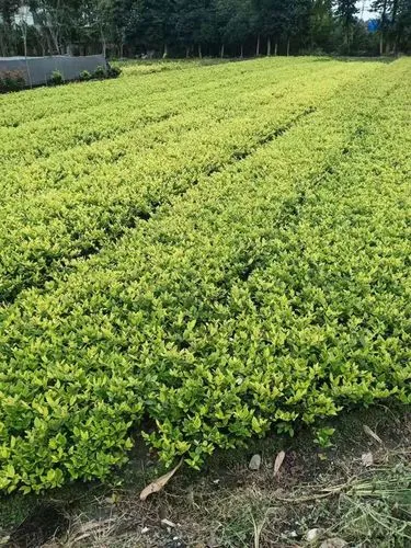网球拍怎么选成年拍的呢